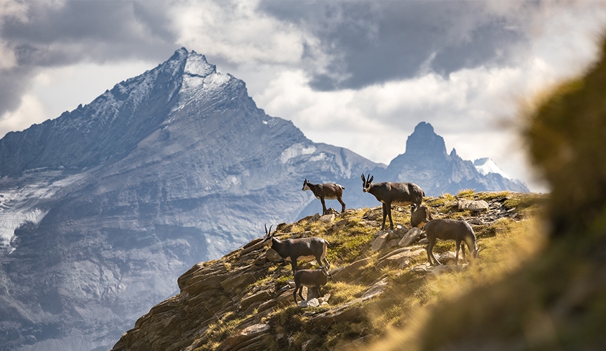 In giro per l’Italia col Vitello: la Valle d’Aosta