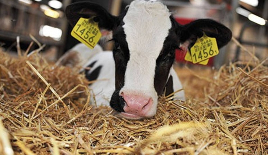 Come vengono allevati i vitelli in Italia?