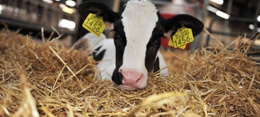 Come vengono allevati i vitelli in Italia?